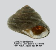 Clanculus samoensis